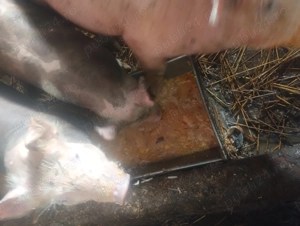 Purcei 12 săptămâni  - imagine 2