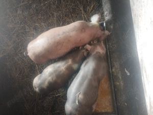 Purcei 12 săptămâni  - imagine 4