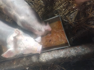 Purcei 12 săptămâni 