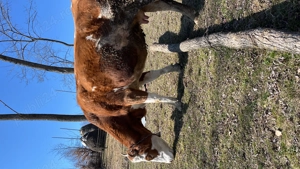 De vânzare vaca bună de lapte  - imagine 5