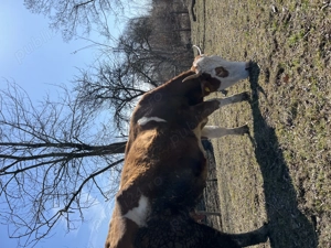 De vânzare vaca bună de lapte  - imagine 4