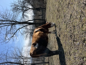 De vânzare vaca bună de lapte  - imagine 2