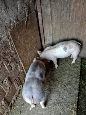 De vânzare Urechești gorj - imagine 2