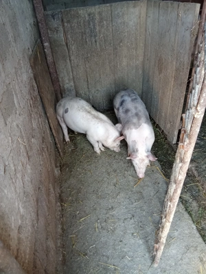 De vânzare Urechești gorj