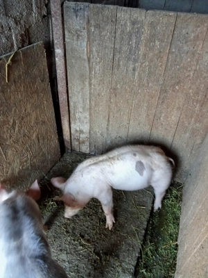 De vânzare Urechești gorj - imagine 3