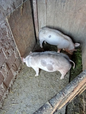 De vânzare Urechești gorj - imagine 4