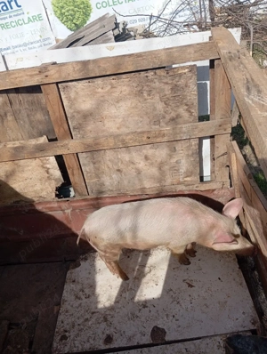 vand scroafa  - imagine 2