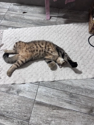 pisica british shorthair  - imagine 2