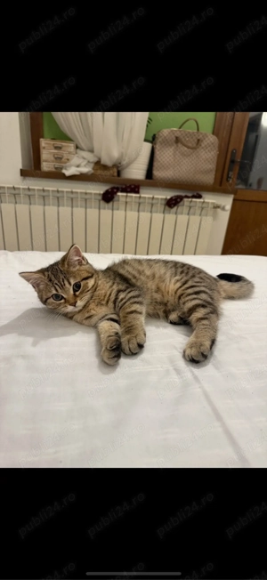 pisica british shorthair  - imagine 3