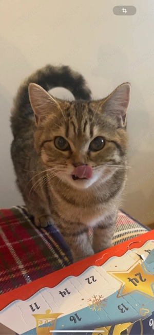 pisica british shorthair  - imagine 4