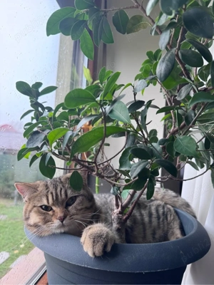 pisica british shorthair 