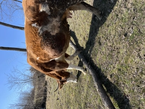 De vânzare vaca bună de lapte 