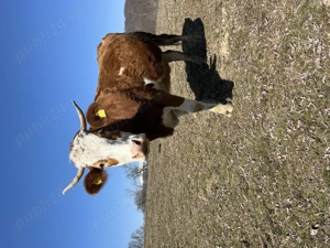 De vânzare vaca bună de lapte  - imagine 3