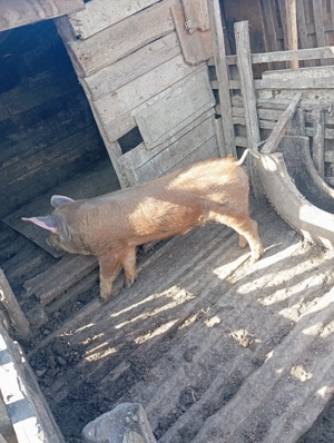 vand porc de rasa 