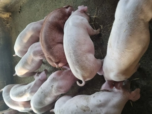 porci purcei 50-60 kg rasa de carne  - imagine 3