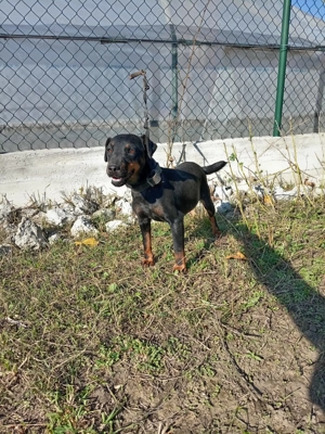 Jachterier par scurt femela  - imagine 2