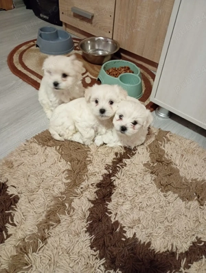 De vânzare  - imagine 4