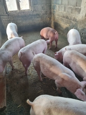 porci purcei 50-60 kg rasa de carne 
