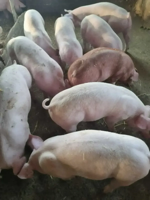 porci purcei 50-60 kg rasa de carne  - imagine 2