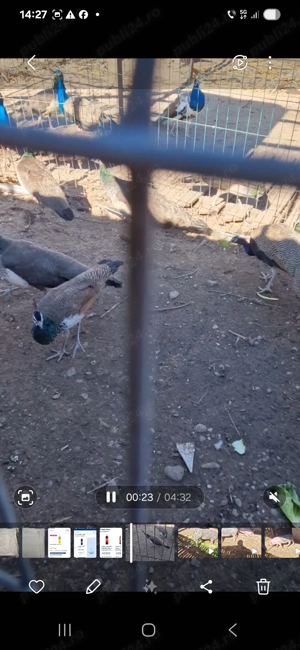 Pauni de vanzare - imagine 2