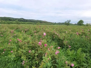 TEREN CU PLANTAȚIE DE TRANDAFIRI ,,ROSA DAMASCENA,\ \CARANSEBEȘ\JUD.CS