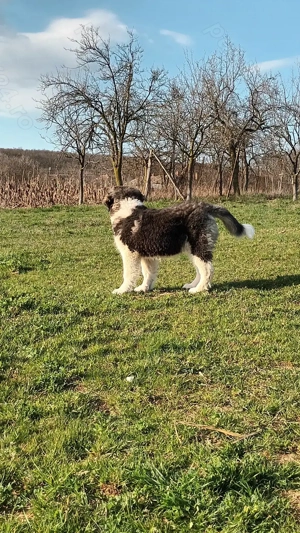 Cățelușa de asia centrală  - imagine 3