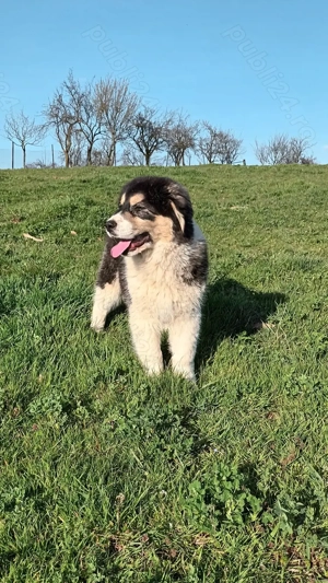 Cățelușa de asia centrală  - imagine 4