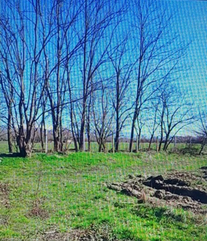 TEREN CU PLANTAȚIE DE TRANDAFIRI ,,ROSA DAMASCENA,\ \CARANSEBEȘ\JUD.CS - imagine 7