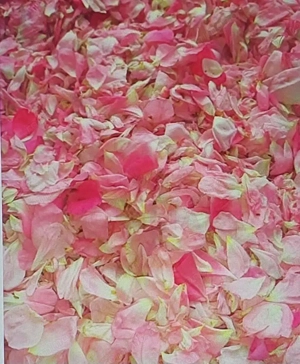 TEREN CU PLANTAȚIE DE TRANDAFIRI ,,ROSA DAMASCENA,\ \CARANSEBEȘ\JUD.CS - imagine 14