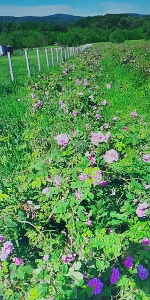 TEREN CU PLANTAȚIE DE TRANDAFIRI ,,ROSA DAMASCENA,\ \CARANSEBEȘ\JUD.CS - imagine 8