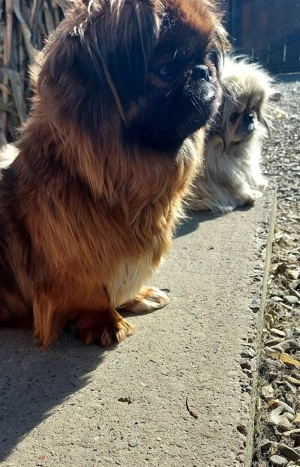 Fetita de 1 an si 5 luni, vaccinata la zi si carnet de sanatate - imagine 3