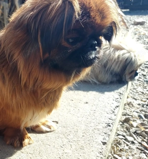 Fetita de 1 an si 5 luni, vaccinata la zi si carnet de sanatate