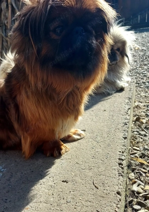 Fetita de 1 an si 5 luni, vaccinata la zi si carnet de sanatate - imagine 2