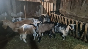 capre de vanzare - imagine 3