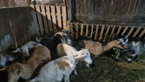 capre de vanzare - imagine 2