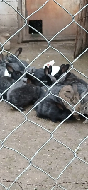 Iepuri prăsilă sau sacrificat - imagine 3