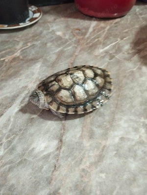  broască țestoasă  - imagine 3