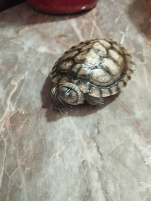  broască țestoasă  - imagine 2