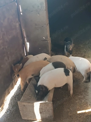 Vand purcei bazna cu mangalita  