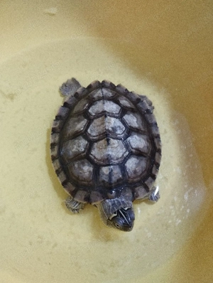  broască țestoasă  - imagine 4