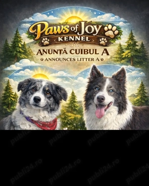 Border Collie Red Merle din părinți premiați cu Pedigree Export  - imagine 2