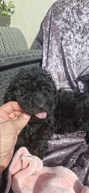Pudel( caniche) - imagine 5