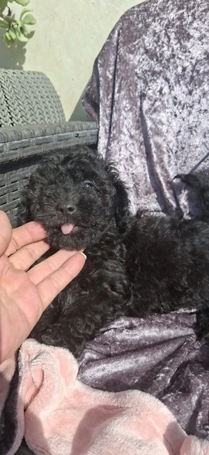 Pudel( caniche) - imagine 3