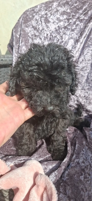 Pudel( caniche) - imagine 4