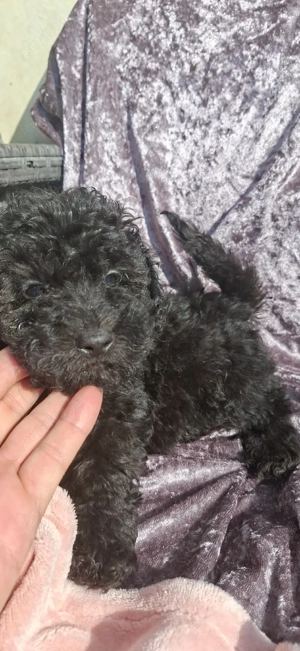 Pudel( caniche) - imagine 2