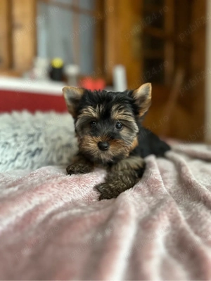 Femela yorkshire terrier   deosebita - imagine 2