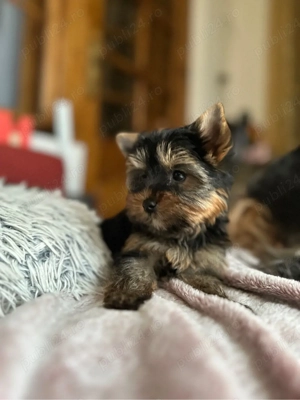 Femela yorkshire terrier   deosebita - imagine 4