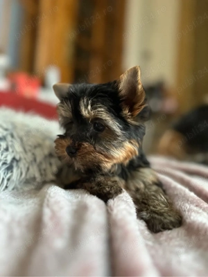 Femela yorkshire terrier   deosebita - imagine 3