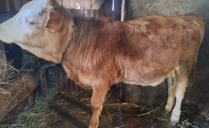 Vand vițea  - imagine 2