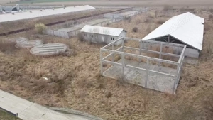 Fermă creștere porcine - imagine 2